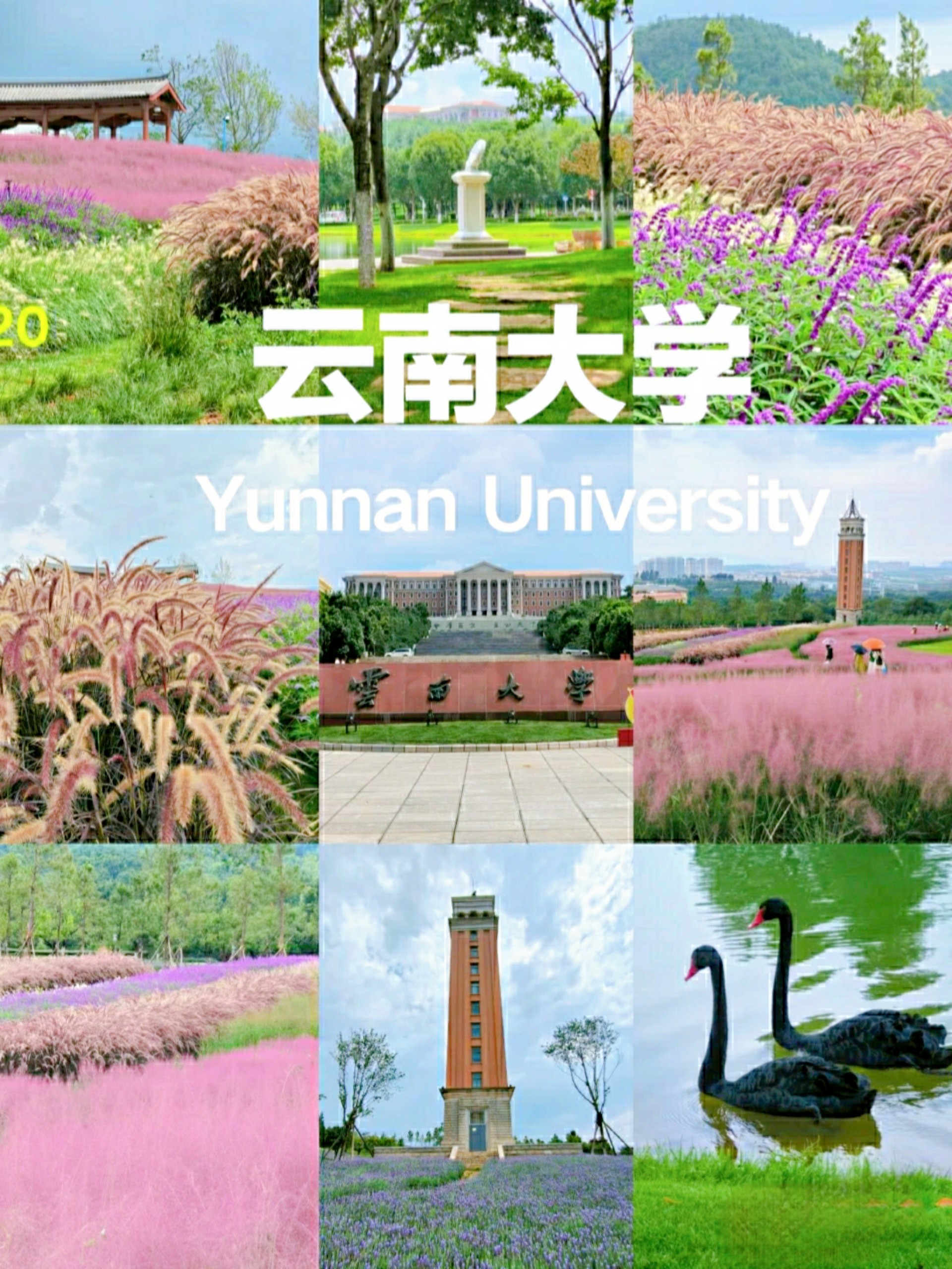 dai hoc van nam yunnan university 2